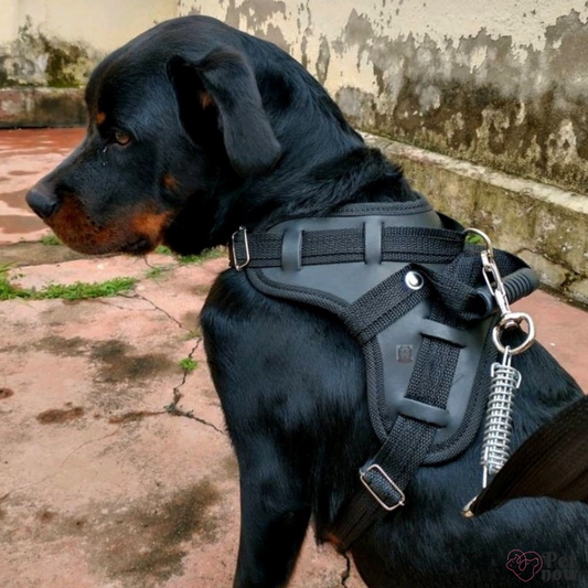 Peitoral Coleira para Cães de Grande Porte - O Melhor Conforto e Durabilidade!