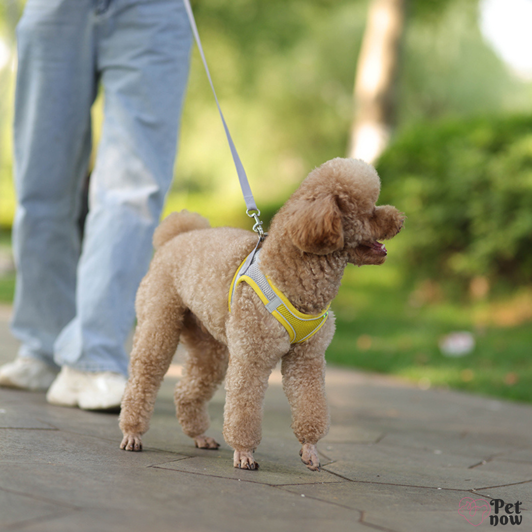 Coleira Peitoral Premium para Pets: Conforto e Segurança para Cães, Gatos