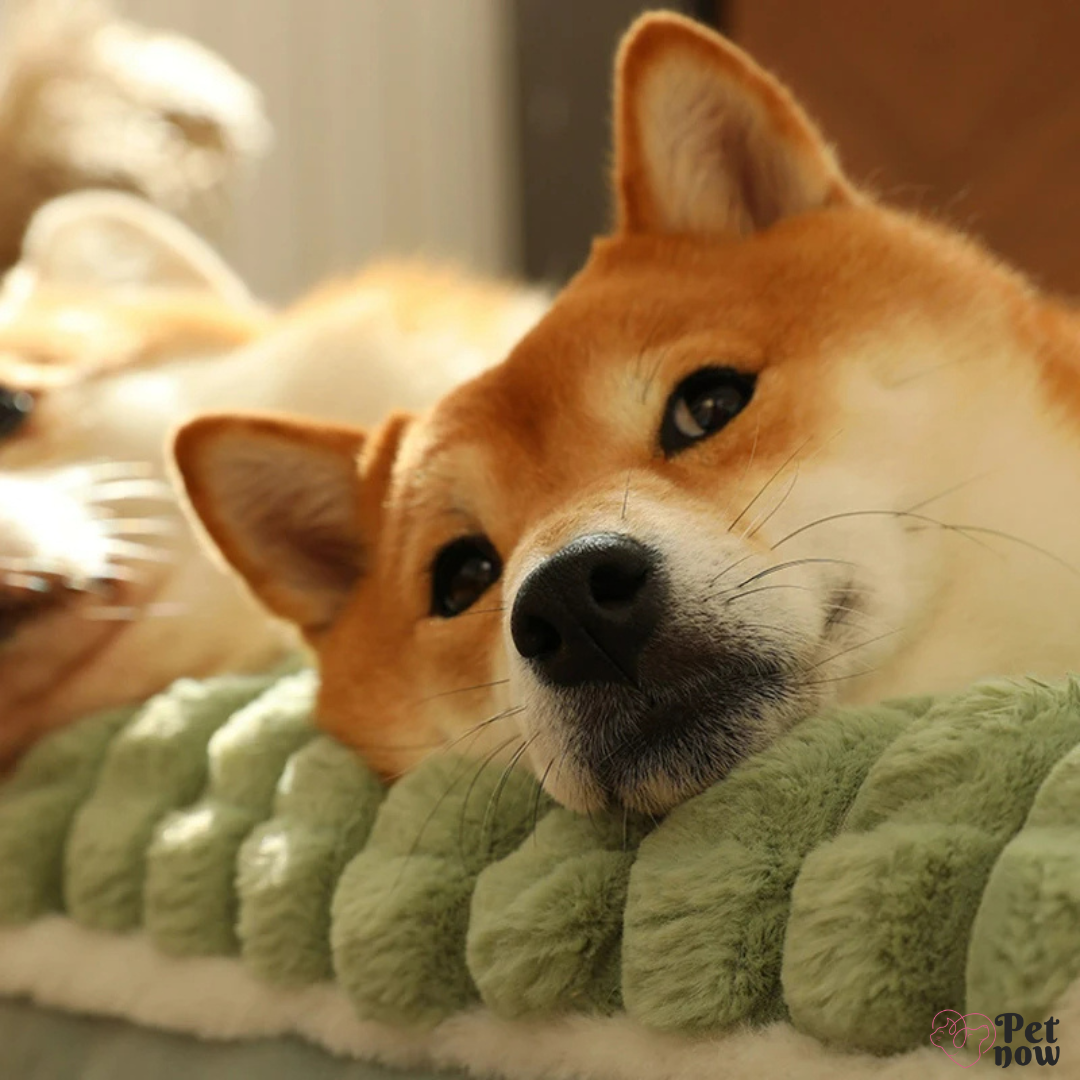 Cama de Inverno para Pets com Apoio Aconchegante