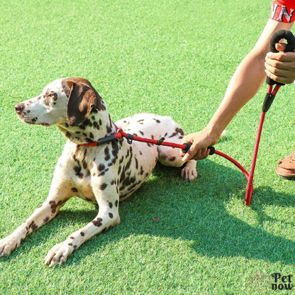 Coleira e Guia PetNow para Cães em Nylon