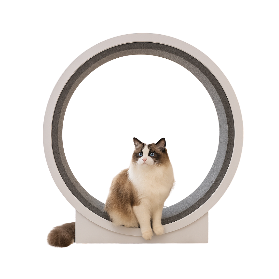 Roda de Exercício Grande para Gatos