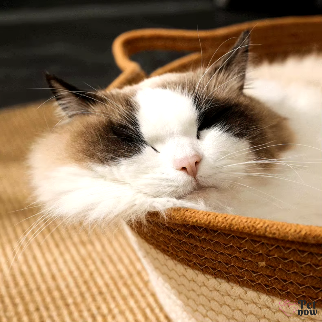 Cama Ninho para Gatos de Algodão e Sisal